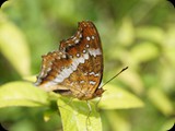 MADAGASKAR