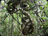 MADAGASKAR