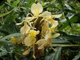 
Rośnie tu m.in. ponad 1000 gatunków orchidei.