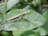 MADAGASKAR