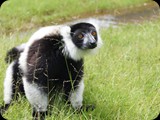 Żyje też ponad 20 gatunków lemurów co stanowi 75% ze spotykanych na świecie.