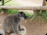 Żyje też ponad 20 gatunków lemurów co stanowi 75% ze spotykanych na świecie.