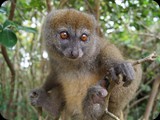 Żyje też ponad 20 gatunków lemurów co stanowi 75% ze spotykanych na świecie.