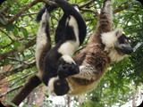 Żyje też ponad 20 gatunków lemurów co stanowi 75% ze spotykanych na świecie.
