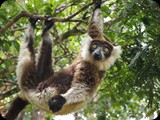 Żyje też ponad 20 gatunków lemurów co stanowi 75% ze spotykanych na świecie.