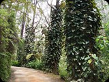 MADAGASKAR