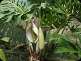 MADAGASKAR