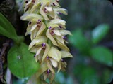 MADAGASKAR