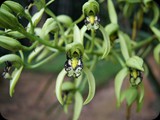 Rośnie tu m.in. ponad 1000 gatunków orchidei.