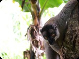 Żyje też ponad 20 gatunków lemurów co stanowi 75% ze spotykanych na świecie.