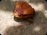 MADAGASKAR