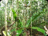 MADAGASKAR