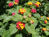 Lantana