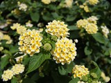 Lantana