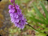 Madera - Wyspa Wiecznej Wiosny