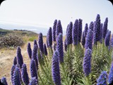 Żmijowce (echium candicans) z wielkimi kolbami niebieskich kwiatów