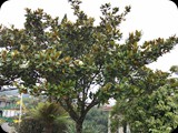 Magnolia grandiflora