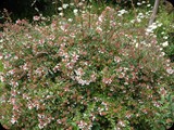 Abelia grandiflora