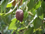 Maroko