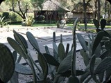 Nowoczesny ogród przy Muzeum Antropologicznym