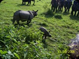 Nosorożce w rezerwacie Chitwan Natural Park