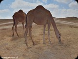 Oman