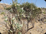 Oman