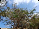 Oman