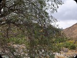 Oman