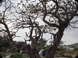 Oman