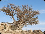 Oman