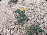 Oman