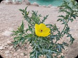 Oman