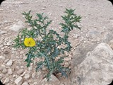 Oman