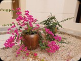 Oman