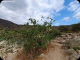 Oman