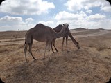 Oman