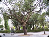 Charakterystyczny dla Portugalii dąb korkowy najczęściej uprawiany jest w prowincji Algarve. To z niego pozyskuje się korek. W tym celu podczas okorowywania zdejmuje się płatami zewnętrzną warstwę, bez uszkadzania wewnętrznej części regenerującej korę. Zabieg jest całkowicie bezpieczny dla drzewa. Kolejne okorowanie może nastąpić dopiero po 9–12 latach, gdy zarosną poprzednie nacięcia i kora zregeneruje się. Korę pozyskuje się po raz pierwszy z drzew, które osiągnęły minimum 25 lat. Drzewo żyje 150–250 lat.