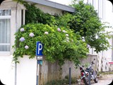 Ozdobą Portugalii są orchidee z Algarve, a także hibiskusy, aloesy i magnolie.