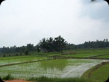 Częsty widok - pola ryżowe
