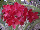 Narodowym kwiatem Tajlandii jest orchidea – wiele gatunków możesz obejrzeć na specjalnych farmach, ale nie brakuje ich także, podobnie jak innych kwiatów – w naturze.