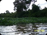 Hiacynty wodne zarastające rzekę Orinoko.