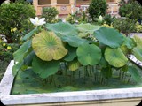 Wietnam