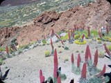 Okolice wulkanu Teide