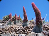 Wielkie, gigantyczne, niekiedy sięgające 2-3 metrów, purpurowo-czerwone „tajinaste rojo”(Echium wildpretii) zakwitają w maju i kwitną przez dwa miesiące zdobiąc okolice wulkanu Teide i Park Narodowy Teneryfy.