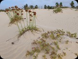 Boa Vista