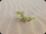 Boa Vista