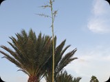 Boa Vista