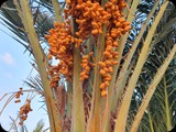 Boa Vista