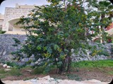 Boa Vista